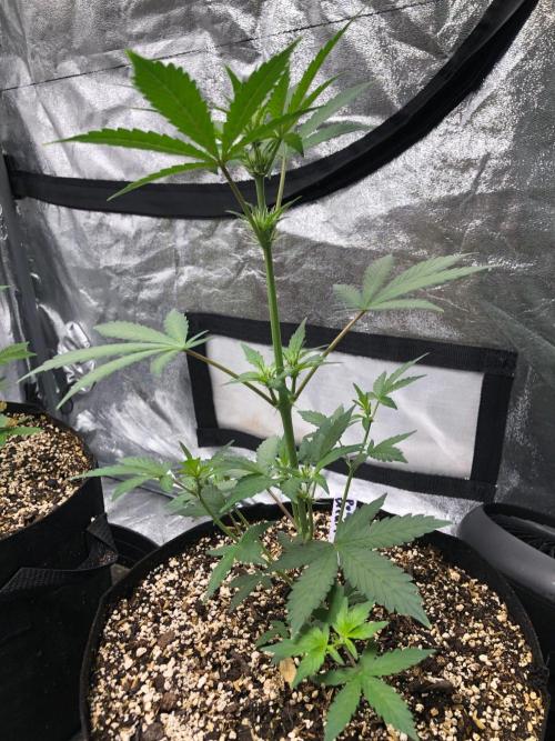Purple Dream Auto Indoor Late Summer. Week 4