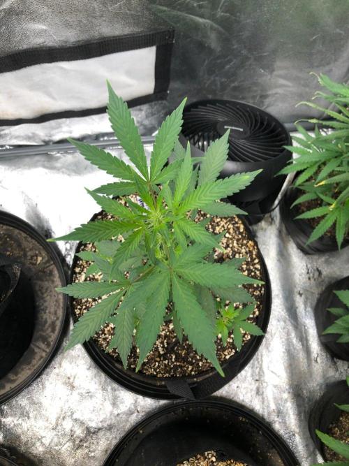 Purple Dream Auto Indoor Late Summer. Week 4