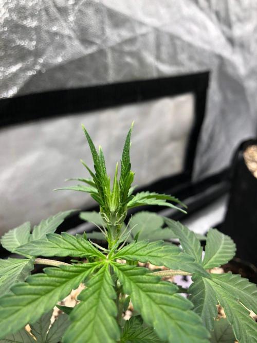 Mikromachine Auto Indoor Late Summer. Week 4