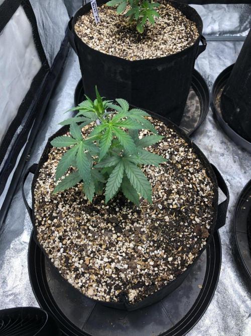 Mikromachine Auto Indoor Late Summer. Week 4