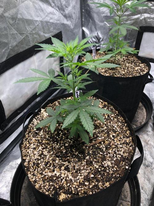 Mikromachine Auto Indoor Late Summer. Week 4
