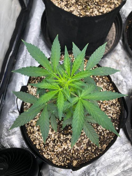 Mikromachine Auto Indoor Late Summer. Week 4