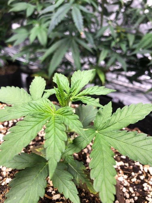 Neville's Haze Auto Spliff Seeds Indoor. Week 3
