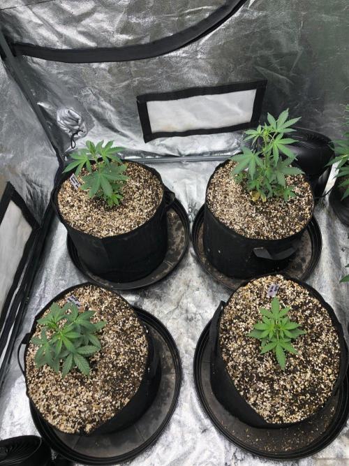 Neville's Haze Auto Spliff Seeds Indoor. Week 3
