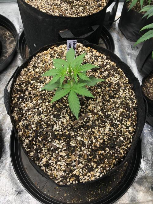 Neville's Haze Auto Spliff Seeds Indoor. Week 3