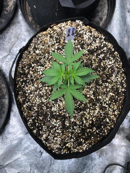 Neville's Haze Auto Spliff Seeds Indoor. Week 3