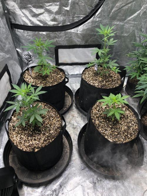 Neville's Haze Auto Spliff Seeds Indoor. Week 3