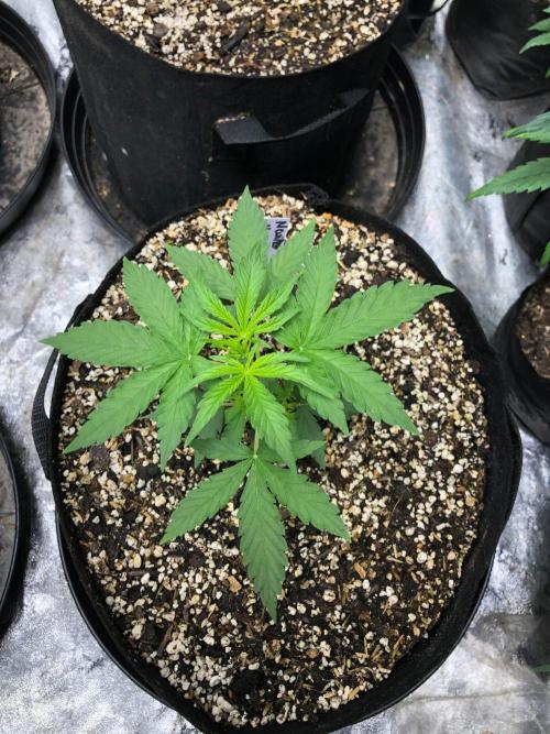 Neville's Haze Auto Spliff Seeds Indoor. Week 3