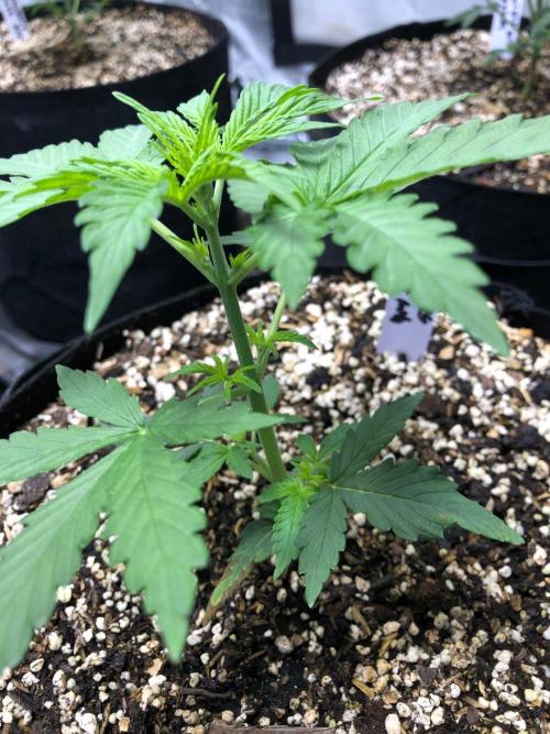 Neville's Haze Auto Spliff Seeds Indoor. Week 3
