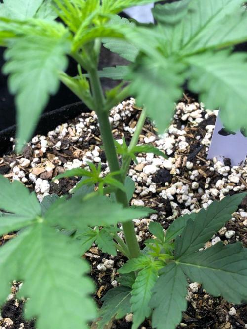 Neville's Haze Auto Spliff Seeds Indoor. Week 3