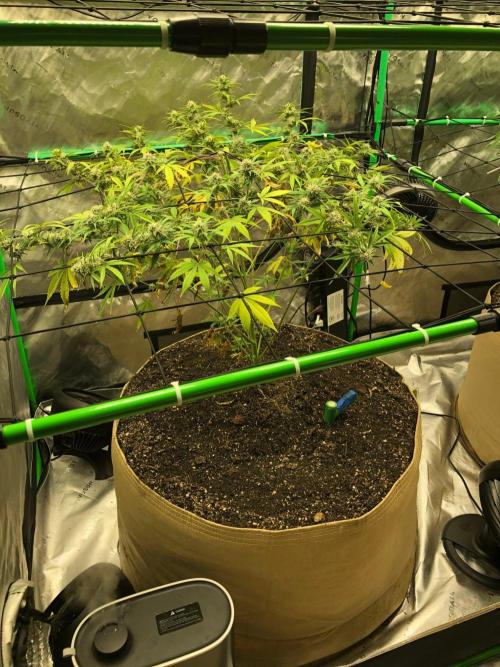 Acapulco Gold (auto) SeedSupreme Indoor. Week 9