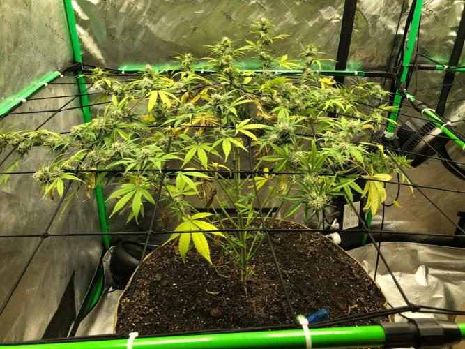 Acapulco Gold (auto) SeedSupreme Indoor. Week 9