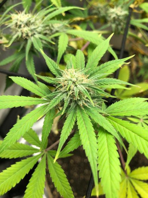Acapulco Gold (auto) SeedSupreme Indoor. Week 9