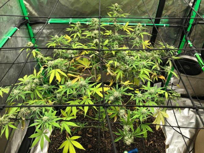 Acapulco Gold (auto) SeedSupreme Indoor. Week 9