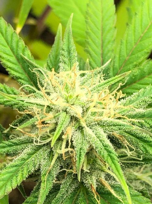 Acapulco Gold (auto) SeedSupreme Indoor. Week 9