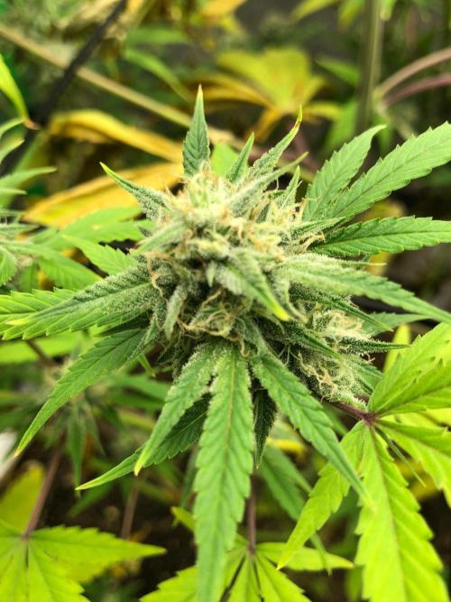 Acapulco Gold (auto) SeedSupreme Indoor. Week 9