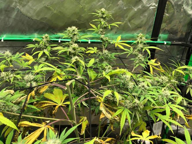 Acapulco Gold (auto) SeedSupreme Indoor. Week 9