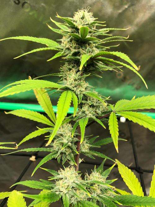 Acapulco Gold (auto) SeedSupreme Indoor. Week 9
