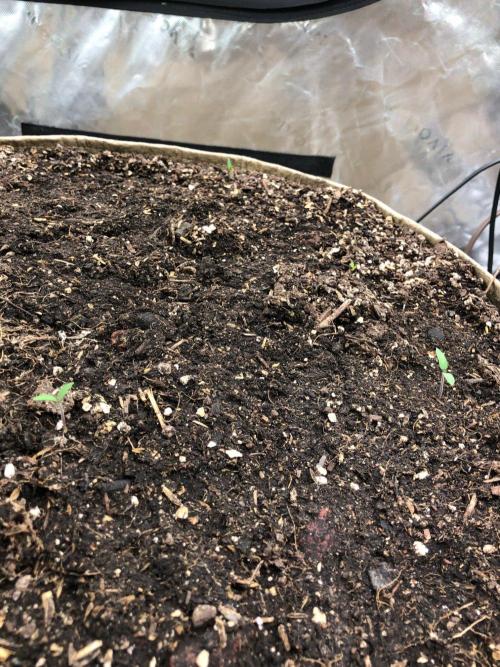 Acapulco Gold (auto) SeedSupreme Indoor. Week 9