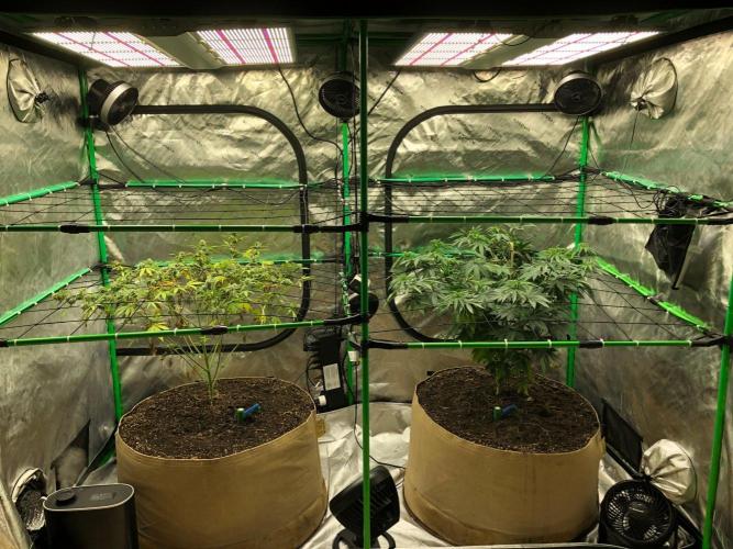 Mexican Sativa Kannabaia Indoor Summer. Week 9