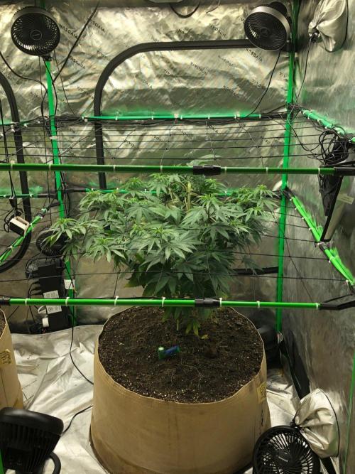 Mexican Sativa Kannabaia Indoor Summer. Week 9