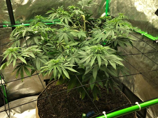 Mexican Sativa Kannabaia Indoor Summer. Week 9
