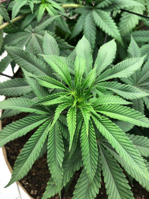Mexican Sativa Kannabaia Indoor Summer. Week 9