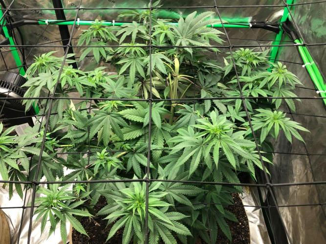 Mexican Sativa Kannabaia Indoor Summer. Week 9
