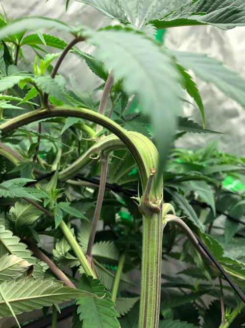 Mexican Sativa Kannabaia Indoor Summer. Week 9