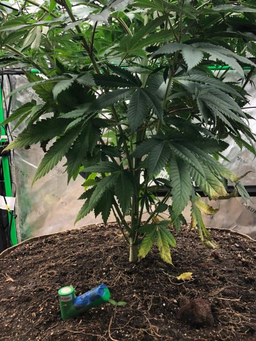 Mexican Sativa Kannabaia Indoor Summer. Week 9