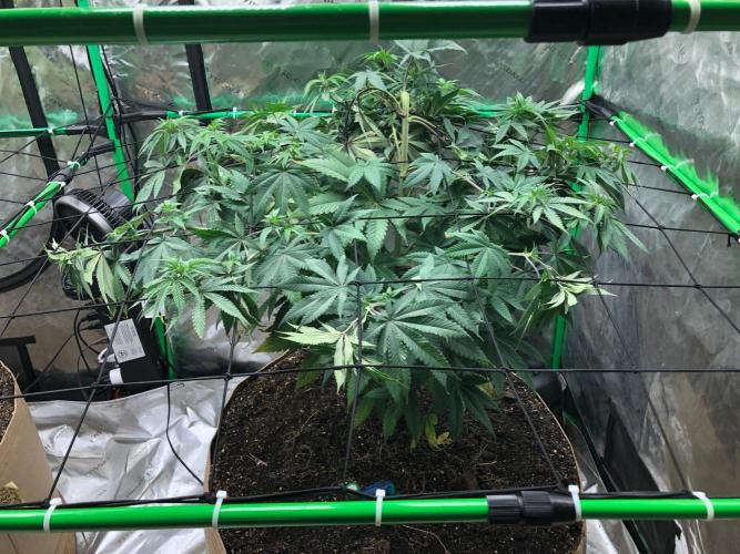 Mexican Sativa Kannabaia Indoor Summer. Week 9