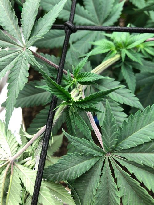Mexican Sativa Kannabaia Indoor Summer. Week 9