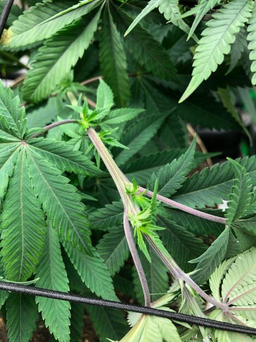 Mexican Sativa Kannabaia Indoor Summer. Week 9
