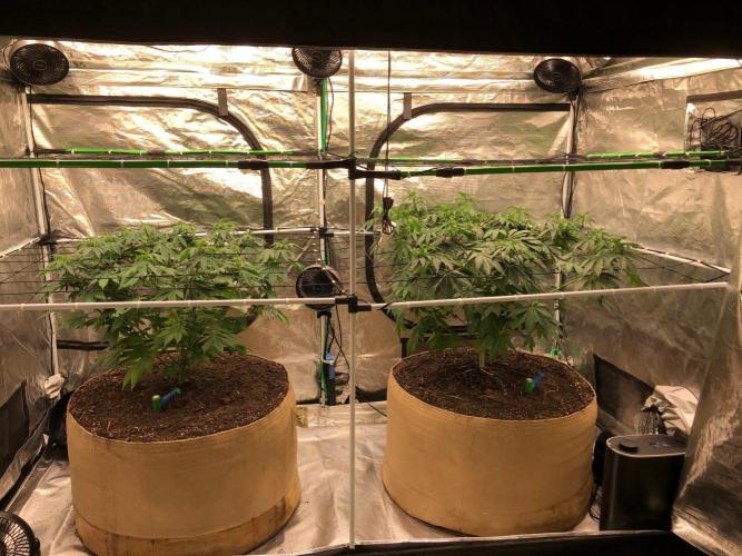 Silver Widow Kannabaia Indoor Summer. Week 9