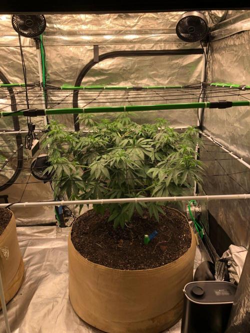 Silver Widow Kannabaia Indoor Summer. Week 9