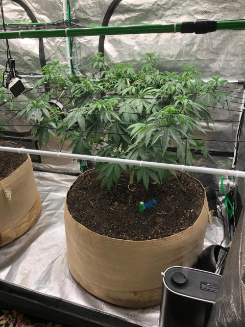 Silver Widow Kannabaia Indoor Summer. Week 9