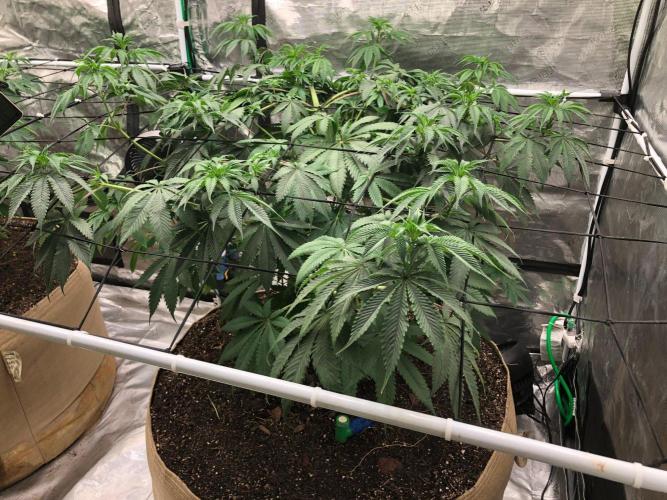 Silver Widow Kannabaia Indoor Summer. Week 9