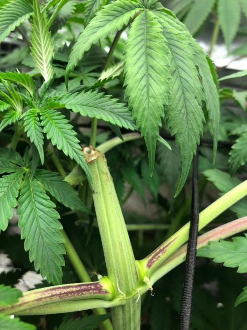 Silver Widow Kannabaia Indoor Summer. Week 9
