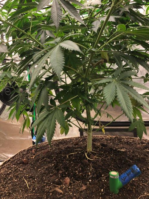 Silver Widow Kannabaia Indoor Summer. Week 9