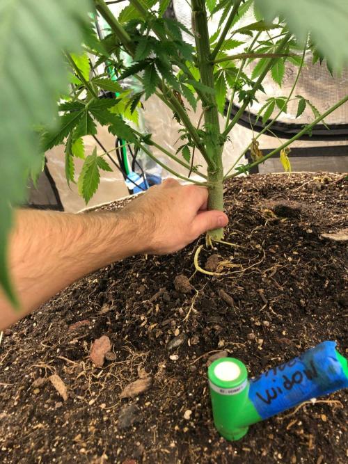 Silver Widow Kannabaia Indoor Summer. Week 9