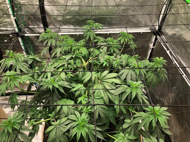 Silver Widow Kannabaia Indoor Summer. Week 9