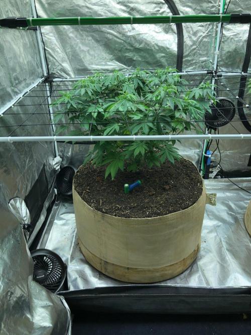 Lemonchello Haze Seedsman Indoor Summer. Week 8