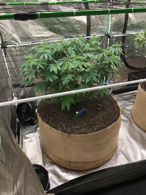Lemonchello Haze Seedsman Indoor Summer. Week 8