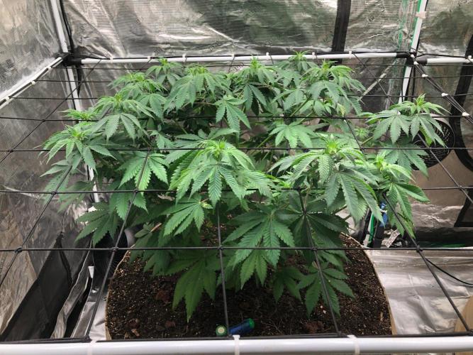 Lemonchello Haze Seedsman Indoor Summer. Week 8