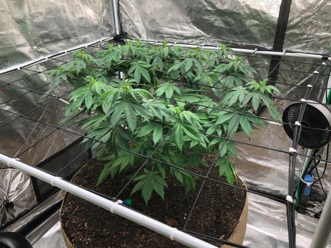 Lemonchello Haze Seedsman Indoor Summer. Week 8