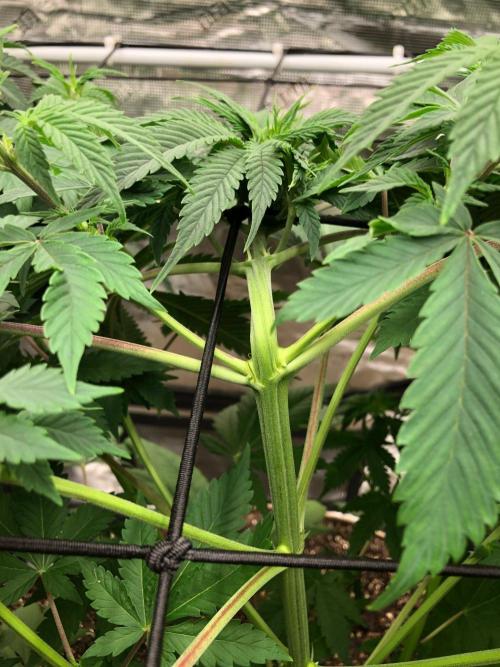Lemonchello Haze Seedsman Indoor Summer. Week 8