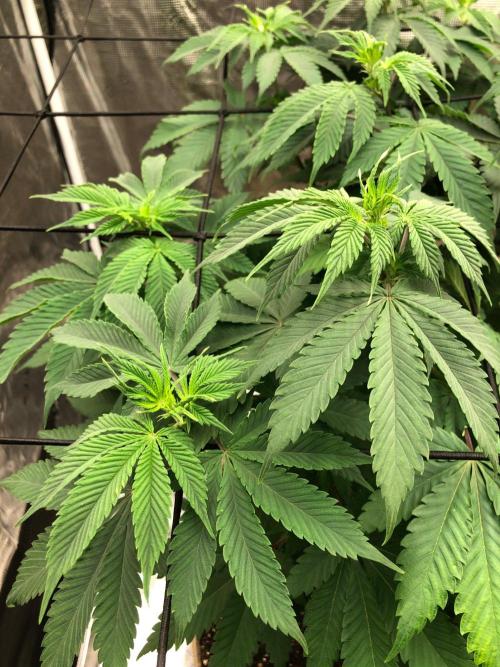 Lemonchello Haze Seedsman Indoor Summer. Week 8