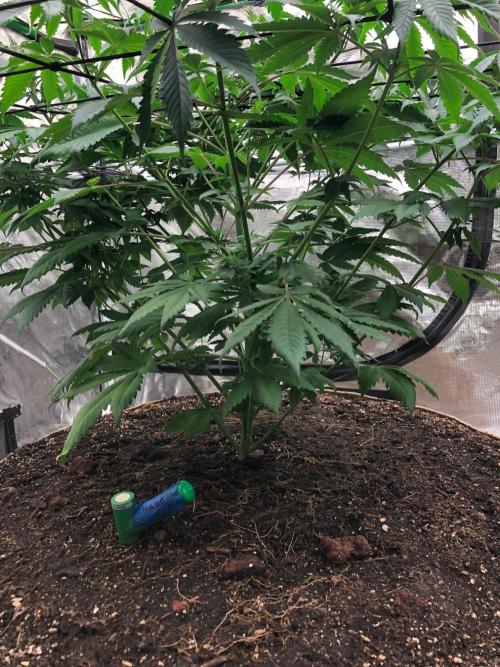 Lemonchello Haze Seedsman Indoor Summer. Week 8