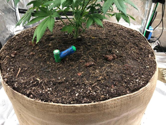 Lemonchello Haze Seedsman Indoor Summer. Week 8