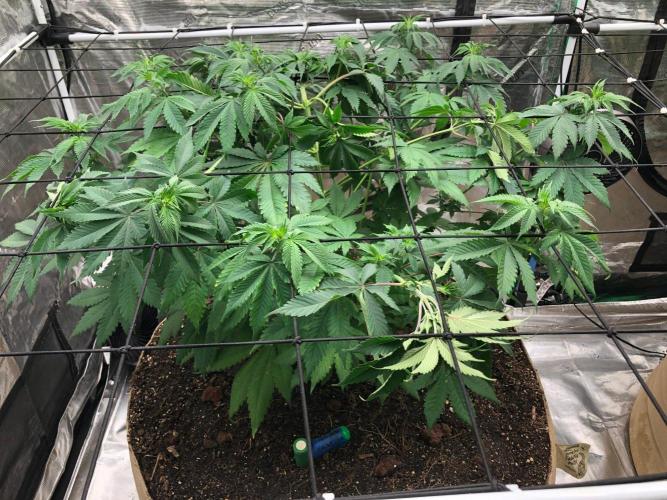 Lemonchello Haze Seedsman Indoor Summer. Week 8